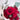 PETAL LOVE – Blooms of Joy and Love.