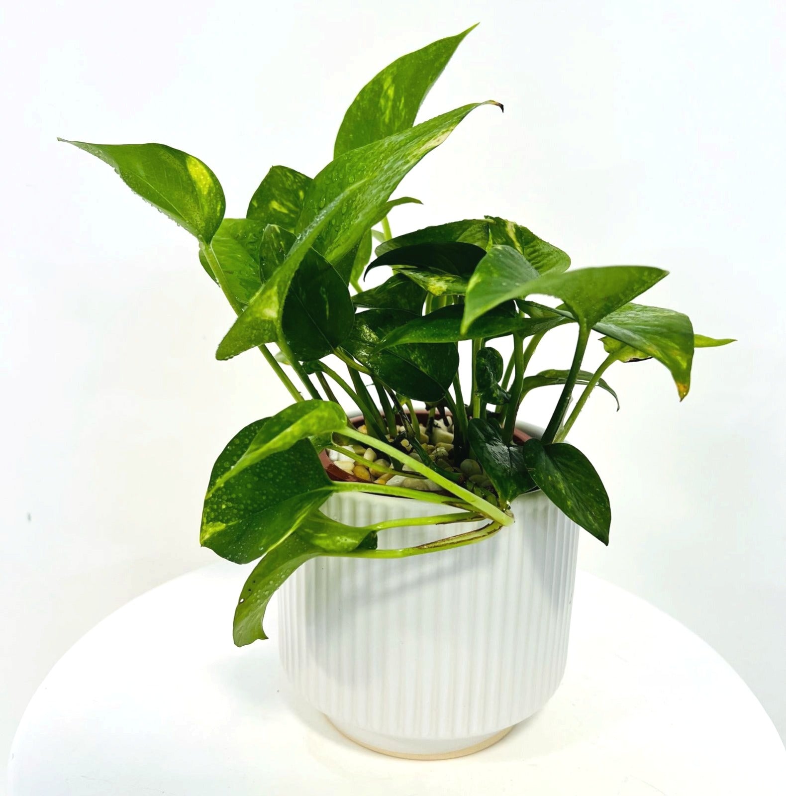 money plant dubai Lucky Money Plant in Ceramic Pot – Fortune Plant Delivery Dubai & UAE – Petal Love