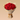 Love & Roses