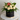 Elegance Redefined Timeless Beauty in Every Petal