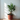 Ficus Bonsai Plant