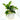 Lucky Money Plant