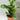 Ficus Lyrata Fiddle Plants