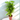 Evergreen Lucky Bamboo Plant
